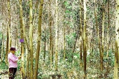 Quang Tri to increase FSC-certified forest area by four-fold