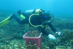 Côn Đảo conservationists take steps to save coral