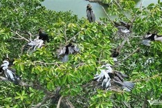 Rare bird flock found in Dong Nai