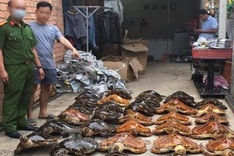 Tay Ninh police bust illegal turtle trading