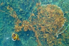 Vietnam targets 500,000 tonnes of seaweed yield by 2030