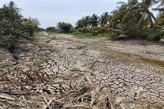Mekong Delta forecasted to face saline intrusion, drought