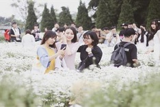 Hanoians flock to daisy garden for photos