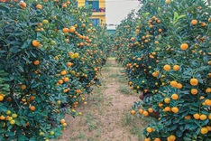 Central region kumquat hub attracts customers