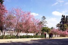 Dalat attracts cherry blossom season visitors