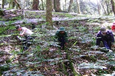 Quang Nam tightens control over Ngoc Linh ginseng