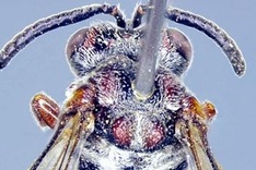 New bee species discovered in central Vietnam