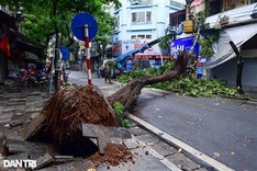 Heavy Hanoi rain uproots trees