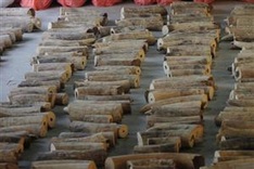 Singapore to ban sale of elephant ivory from 2021