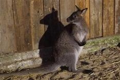 Australian Embassy helps centre with care for suspectedly smuggled wallabies