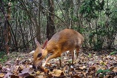 World's smallest ungulates spotted in Vietnam after nearly 30 years