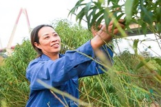 Hanoians busy pruning peach leaves before Tet