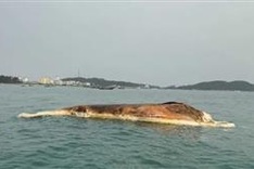 10-tonne whale body drifts onto Quang Ninh coast