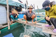 Khanh Hoa lobsters die en masse due to hot weather