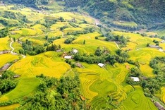 Breath-taking beauty of Sapa’s ripening paddy fields