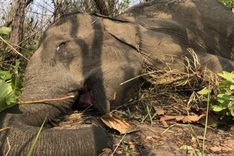 Another Dak Lak elephant dies