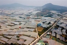 Greenhouse expansion damages Da Lat’s environment