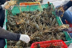 Vietnamese lobster farmers face losses following changing Chinese demand