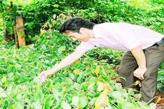 Farmer brings Bầu Mây pepper abroad
