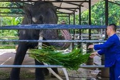 Neglected elephant boards jumbo flight home to Thailand