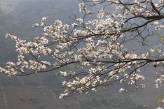 Hoa Ban Festival 2019 to be held in Điện Biên