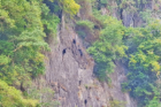 Quang Binh tightens protection over white-cheeked gibbons