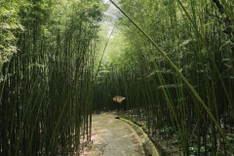 Exploring bamboo forest in Cao Bang