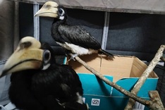 More rare animals handed over to Cuc Phuong National Park