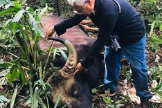 800-kilo bison found dead in Dong Nai