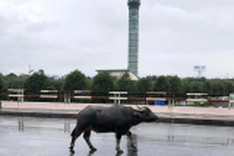 Buffalo found wandering at Noi Bai airport