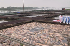 Around 300 tonnes of fish in Hai Duong die