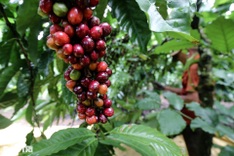 Buon Ma Thuot to hold free coffee day