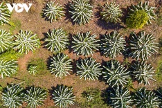 Coffee flower season in Central Highlands region