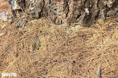 Nghe An pine forests ravaged by caterpillars
