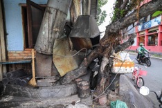 HCM City trees mistreated