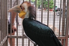Rare bird found at HCM City house