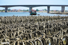 Bamboo and concrete obstacles affect Ha Tinh river traffic