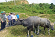 Foot-and-mouth disease spreads in Quang Tri