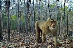 Many rare animals captured in Binh Thuan forest