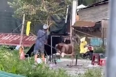 Da Lat vows to crack down on dog photography service