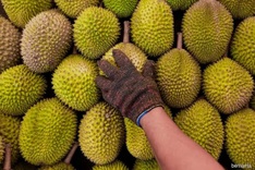Malaysia exports fresh durian to China for first time