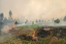 Fire engulfs Dong Thap national park