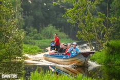 Exploring the beauty of An Giang cajeput forest