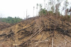 Quang Ngai woman fined for destroying protective forest