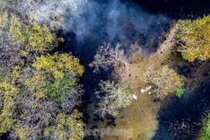 Thua Thien-Hue forest at season's change