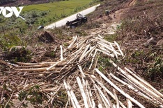 Quang Ninh forests devastated by Typhoon Yagi