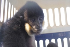Rare yellow-cheeked gibbon handed over to national park