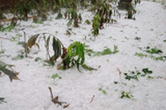 Hailstorm ravages Son La