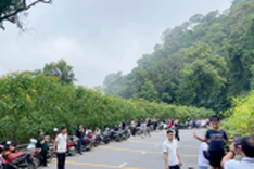 People flock to Ba Vi in wild sunflower season