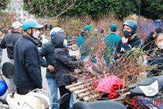 Early peach blossoms hit Hanoi streets